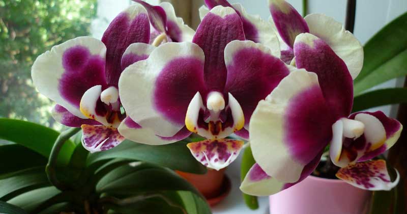 Орхидея в доме: приметы и суеверия