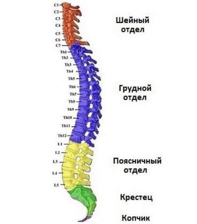 Позвоночнике выделяют пять отделов. Позвонки l1 th7. Th1 th4 позвонка. Позвонки th7-l2. Позвоночник строение анатомия грудной отдел.